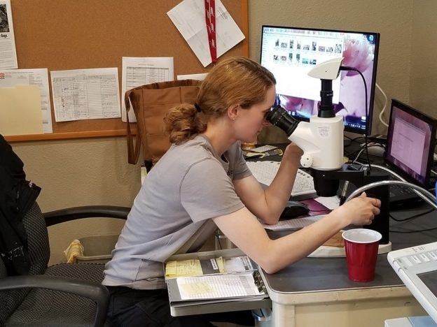 A person is using a microscope at a desk with a computer, red cup, clipboard, and papers on a corkboard in the background.