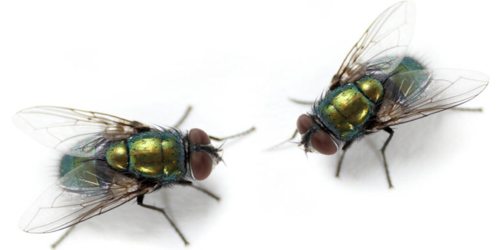 Two close-up images of houseflies with iridescent bodies and translucent wings.