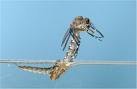 A mosquito emerging from its pupa on a water surface against a blue background.