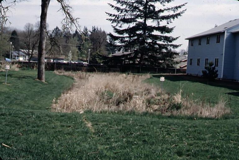 A grassy area with a large tree, an apartment building, and some dry vegetation, surrounded by more trees and a residential neighborhood.