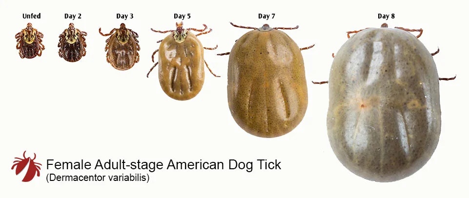 Growth stages of an adult female American Dog Tick from unfed through day 8, showing increasing size.