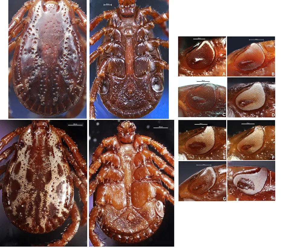 Close-up images of ticks showing their dorsal and ventral views, as well as detailed shots of their spiracles.