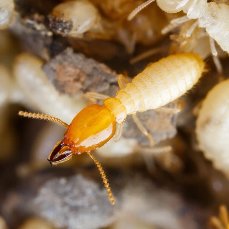 A close-up image of a termite with a reddish-brown head and light body, surrounded by other termites in their nest.