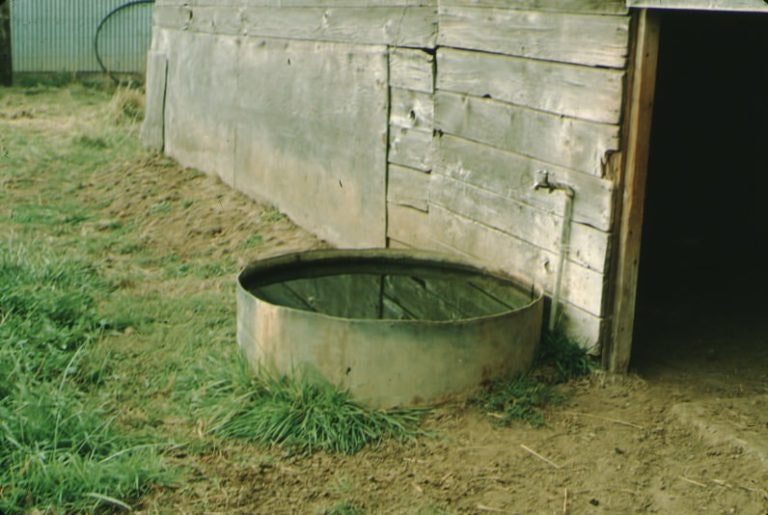 A metal water trough beside a wooden shed, with grass and dirt surrounding.