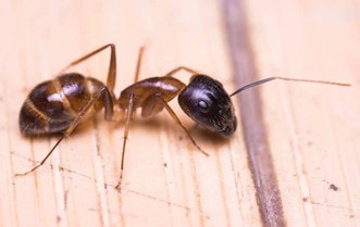 A close-up image of a black and brown ant on a wooden surface.
