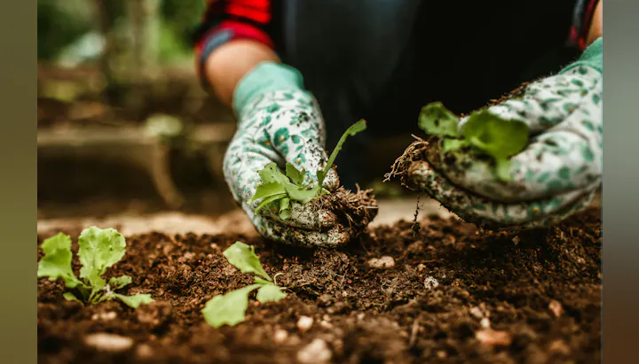 A person in gloves is planting small green seedlings in soil, engaging in gardening.