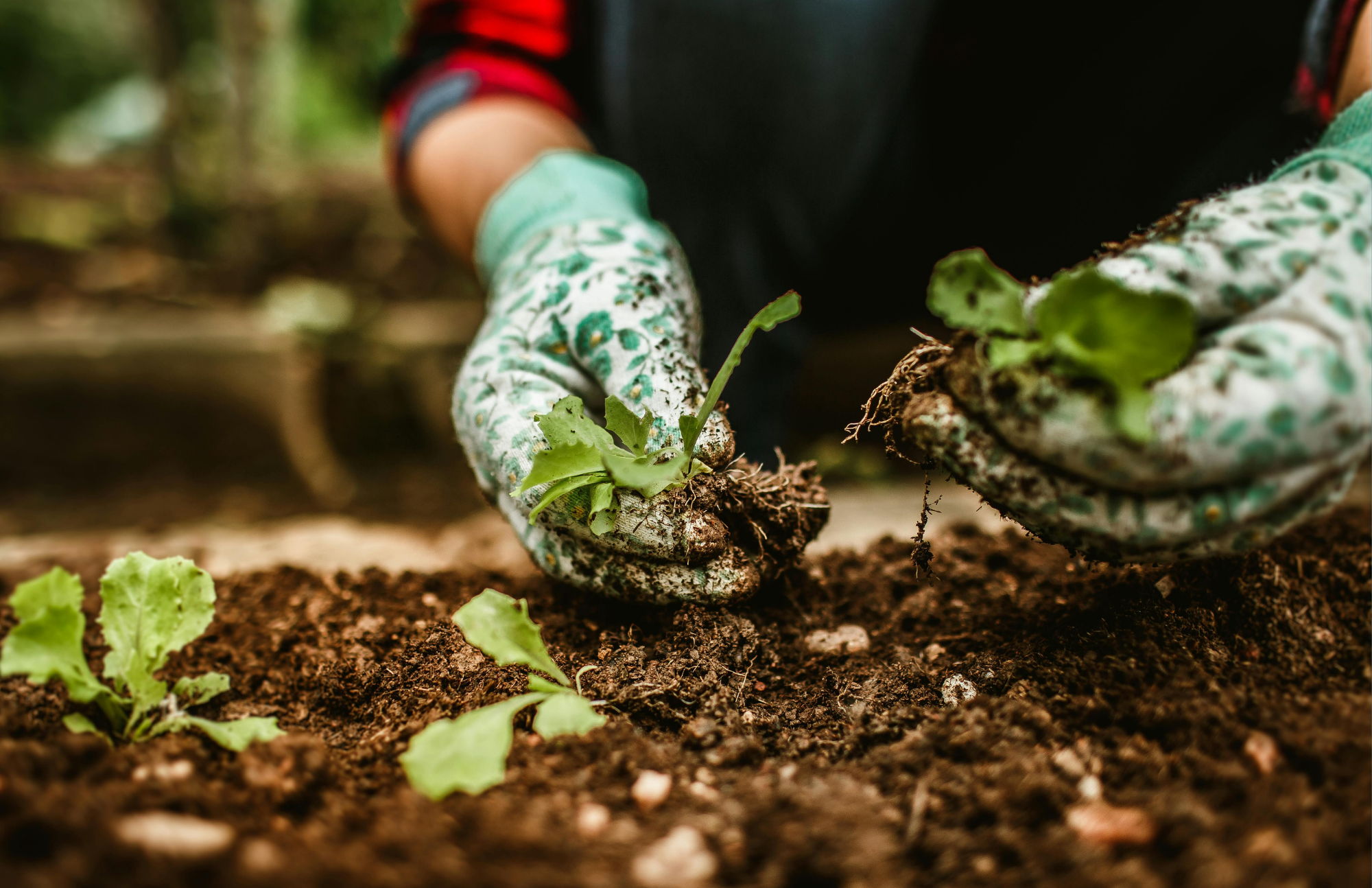 A person in gloves is planting small green seedlings in soil, engaging in gardening.