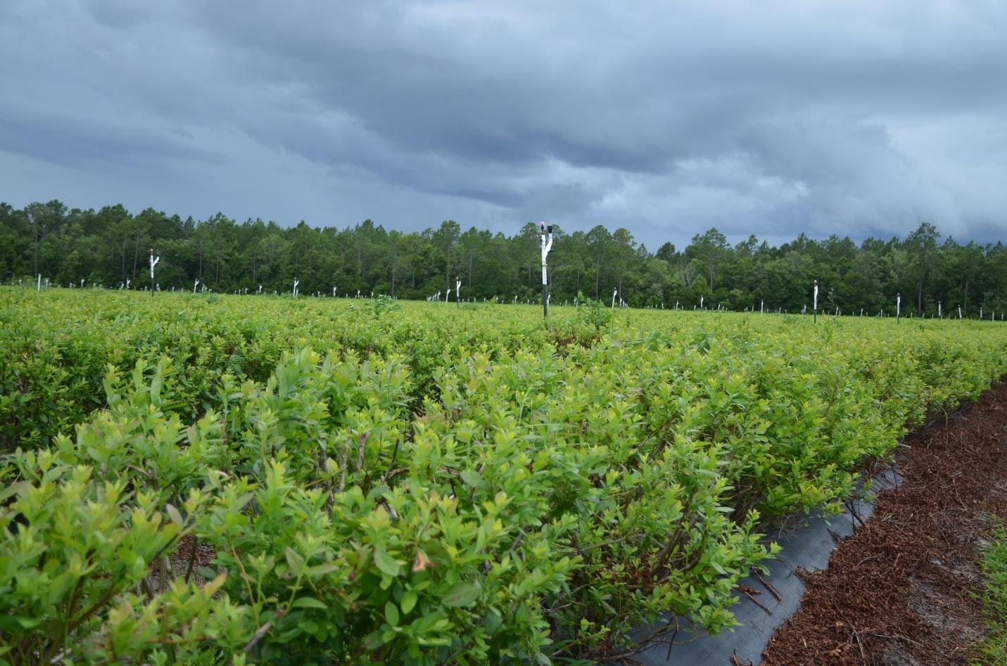 A green field with shrubs under a cloudy sky, bordered by trees.