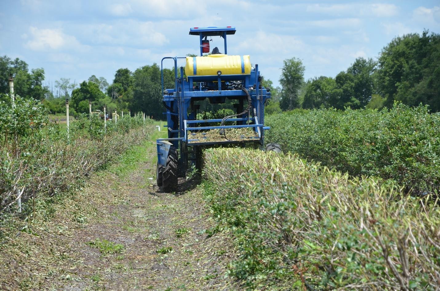 A blue agricultural machine harvesting a field of plants under a partly cloudy sky.