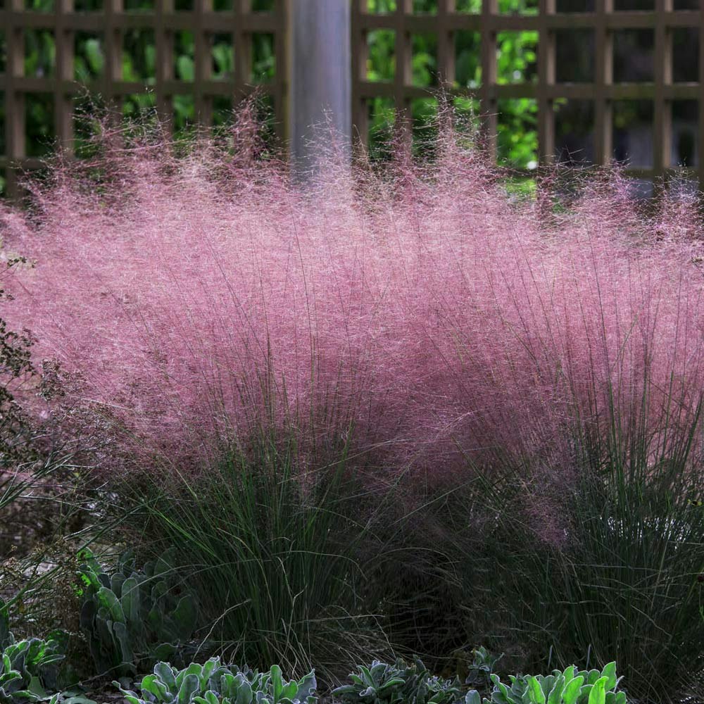 A bush with feathery pink plumes, green foliage, and a wooden lattice in the background.