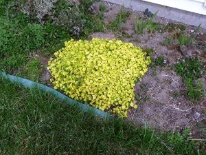 A patch of yellow flowers in a garden with grass and soil.