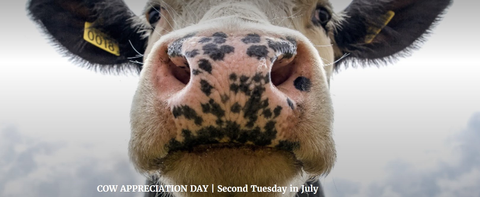 Close-up of a cow's face with text "COW APPRECIATION DAY | Second Tuesday in July".