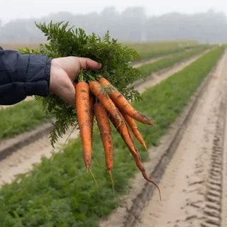 A hand holding freshly harvested carrots with a farm field in the background.
