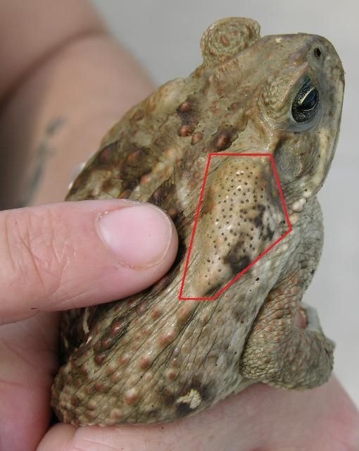 A person holding a frog with a red outline highlighting a spot on its skin.