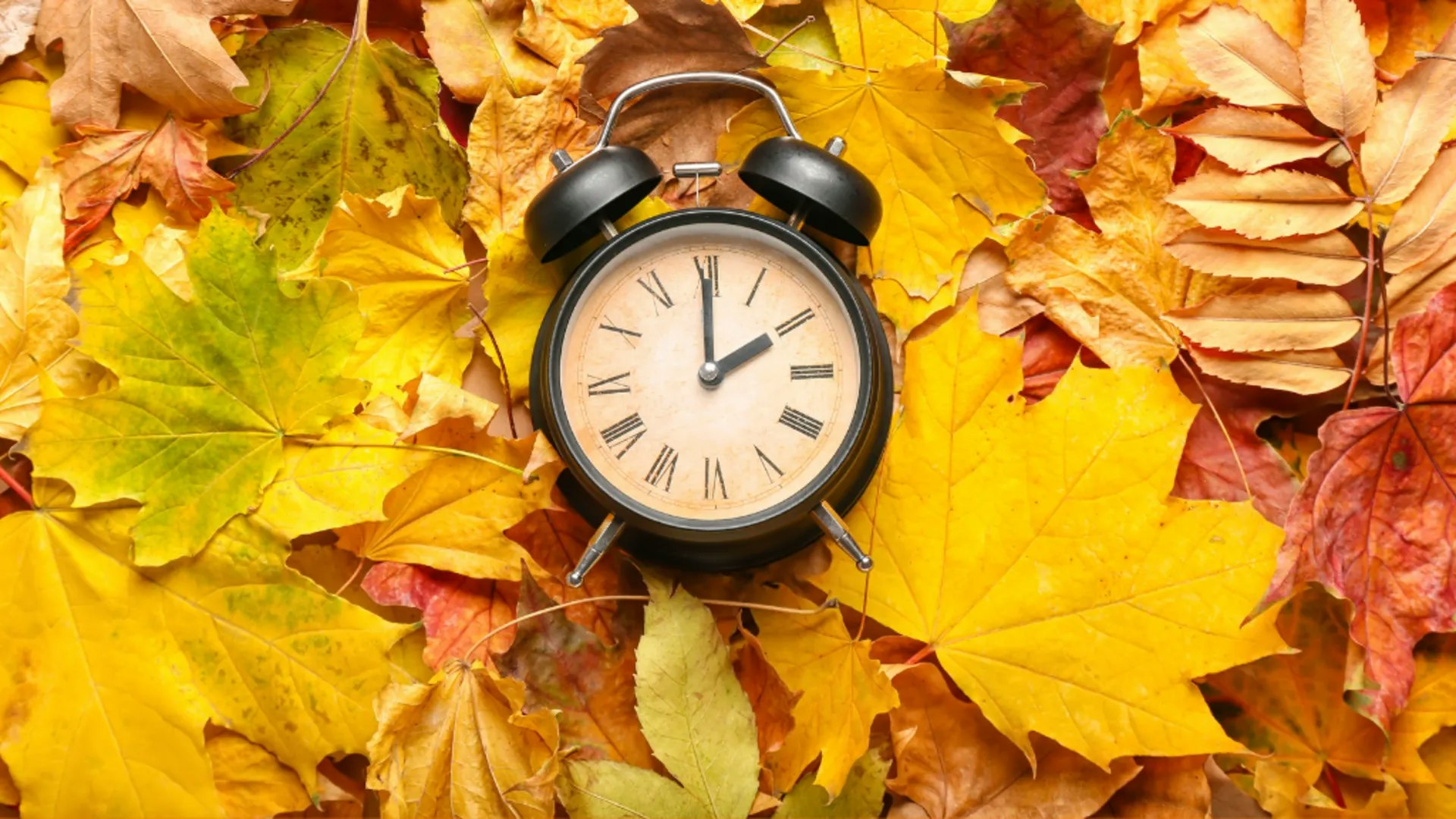 An alarm clock surrounded by autumn leaves.