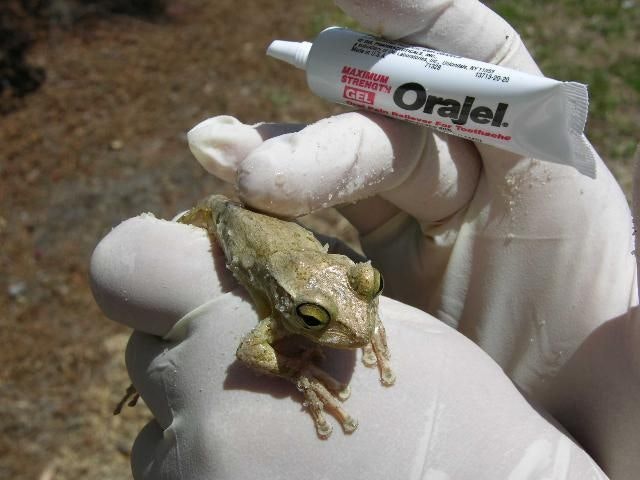 Gloved hand holding a frog near an Orajel tube.