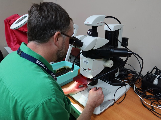 Alex Arp is using a microscope on a workbench, analyzing screwworm specimens in a lab setting.