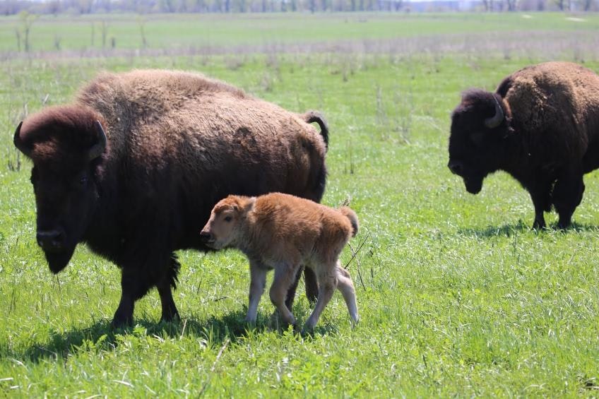 A bison calf walks beside an adult bison in a green field; another bison in the background.