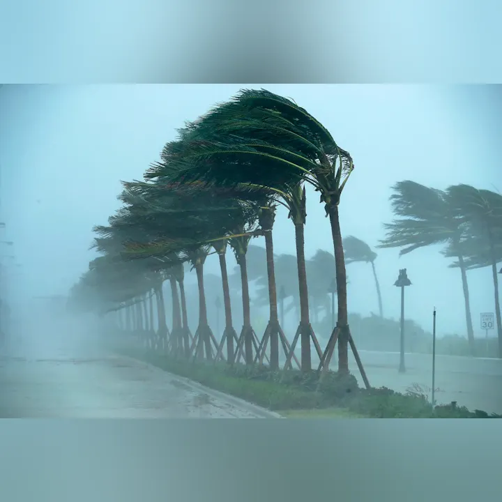 A stormy scene with strong winds bending palm trees along a street, shrouded in mist and rain.