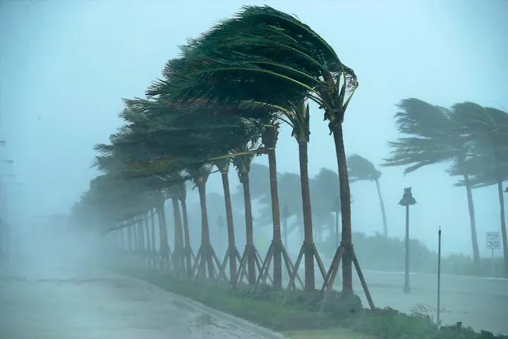 A stormy scene with strong winds bending palm trees along a street, shrouded in mist and rain.