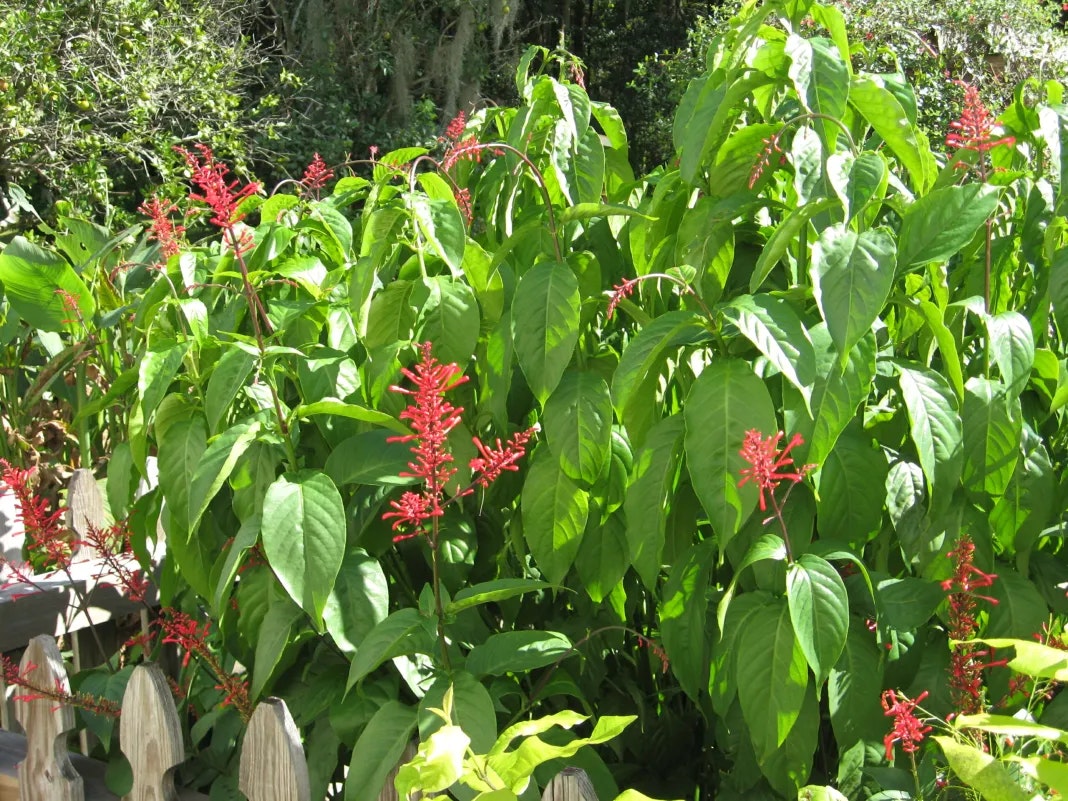 Red flowers amid green foliage, wooden fence at bottom.