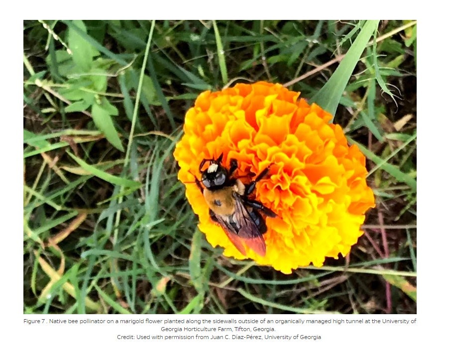 A bee on a marigold flower with green grass in the background.