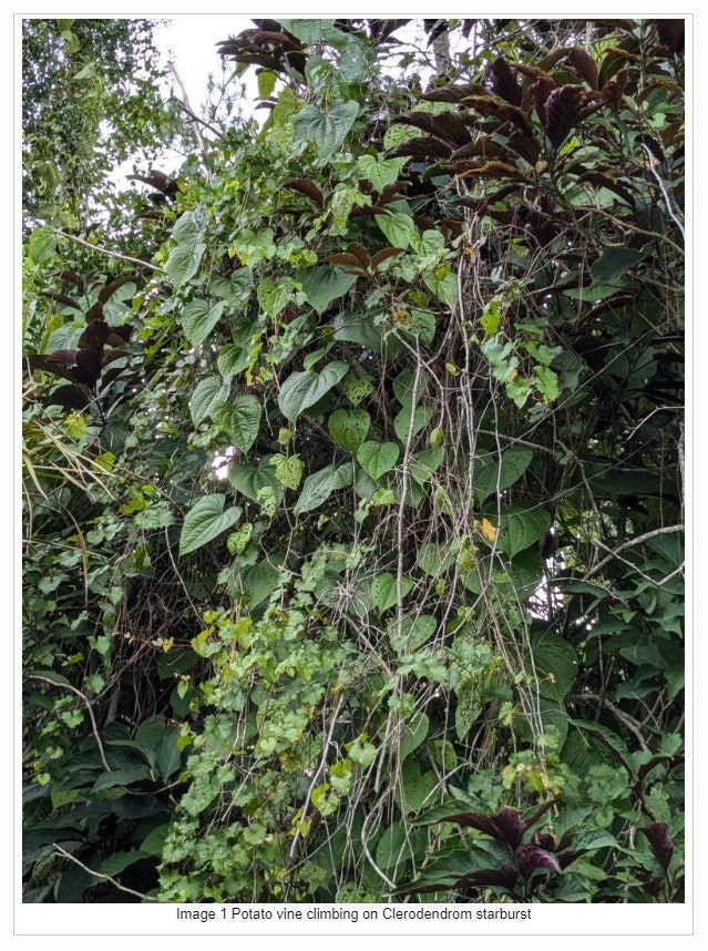 Dense foliage with potato vine climbing on Clerodendrum, overcast sky visible through leaves. #plants #nature