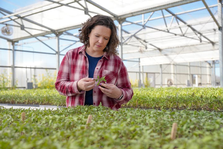 A person examines a plant in a sunlit greenhouse filled with seedlings.