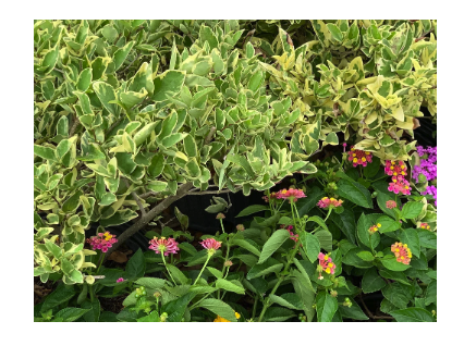 May contain: herbal, herbs, plant, flower, geranium, vegetation, leaf, petal, purple, daisy, potted plant, garden, nature, and outdoors