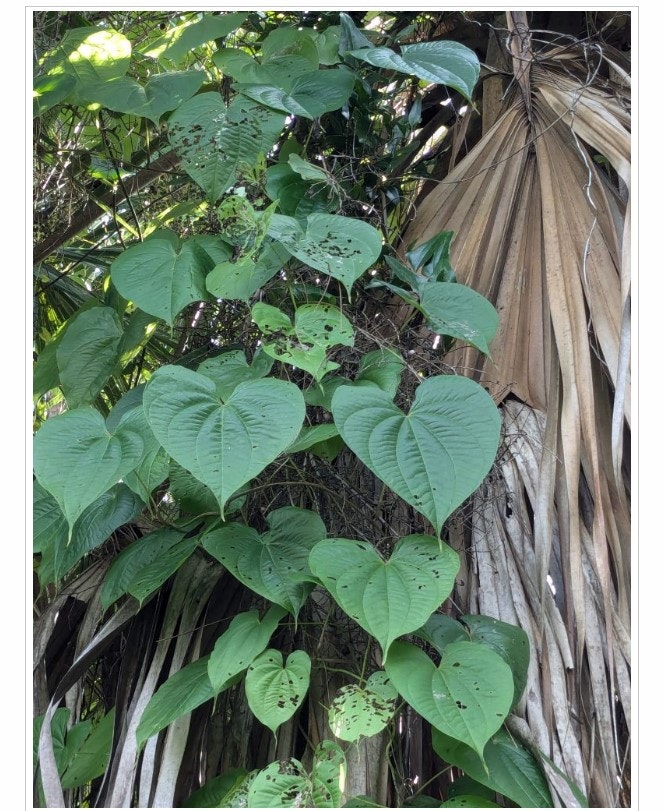 Green leaves with heart-shaped foliage and a palm trunk with dry, hanging fronds in the background.