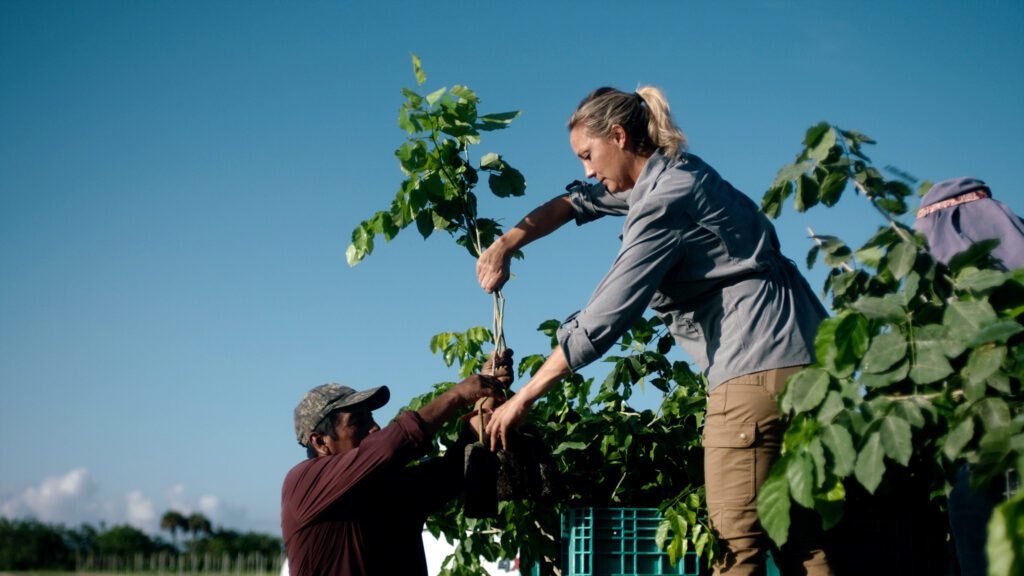 Two people harvesting crops in a sunny field.