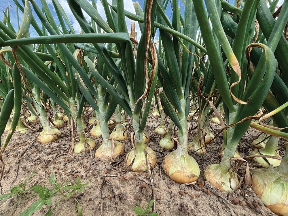 A field of onions growing, with bulbs partially above ground.