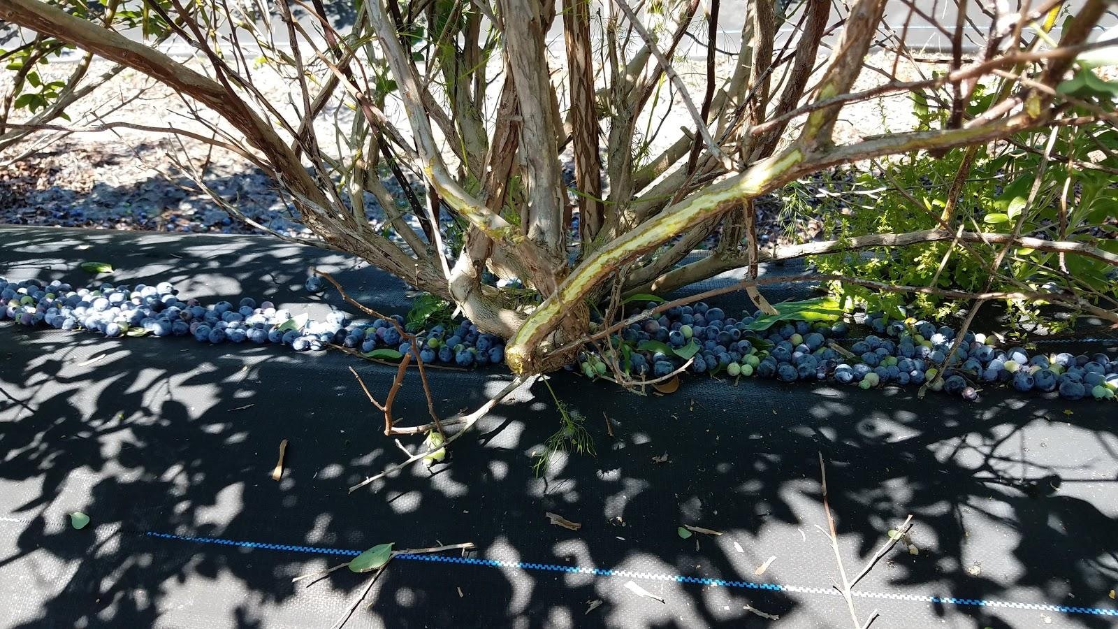 A blueberry bush with scattered berries beneath on a black surface.