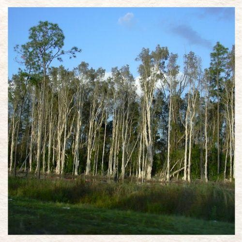 Tall trees with white bark in a forest clearing under a blue sky with few clouds.