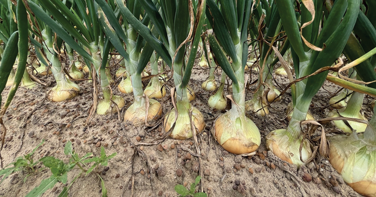 Onions growing in a field with visible bulbs and green stems.