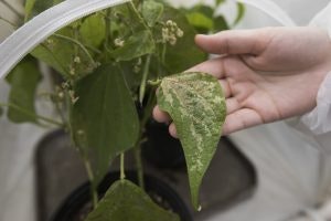 A hand holding a leaf with white spots, likely a plant disease or pest damage, in a greenhouse setting.