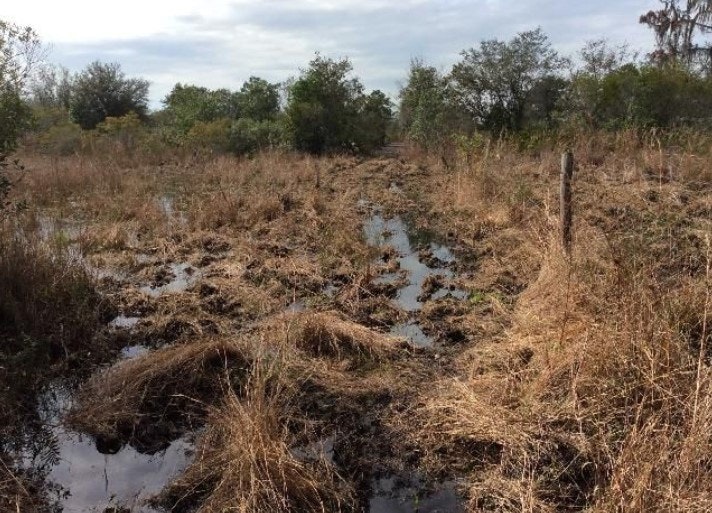 A muddy field with patches of water and dry grass, surrounded by trees under a cloudy sky.