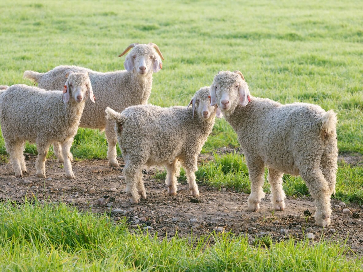 Four sheep in a green field.