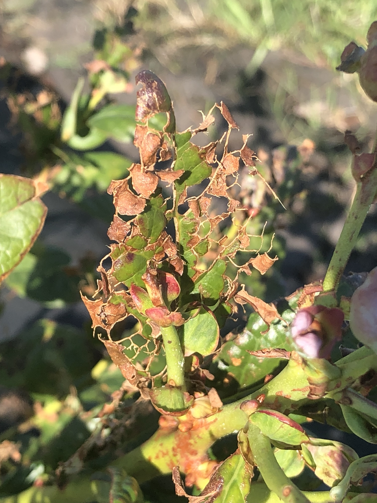 A close-up of a plant with signs of damage, possibly from pests or disease, on its leaves and stems.