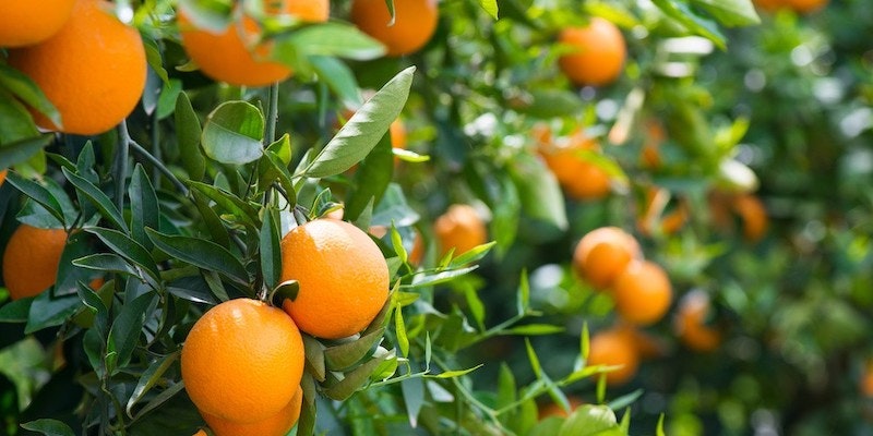 Bright oranges hanging from green leafy branches on a tree.