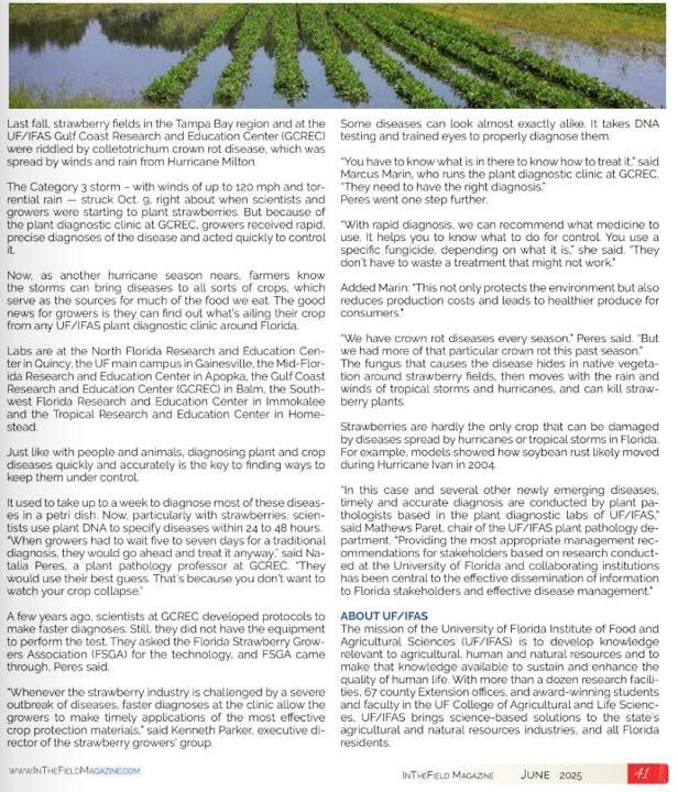 An article on strawberry crops, disease diagnostics, and research insights from UF/IFAS, highlighting hurricane impacts and disease management.