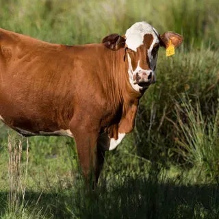 A brown and white cow with an ear tag standing in a grassy field.