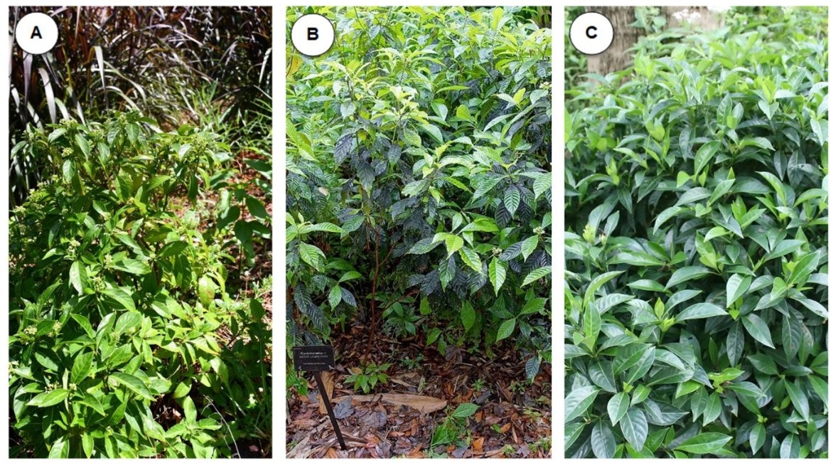 Three images of green plants labeled A, B, and C, showing different foliage and structures.