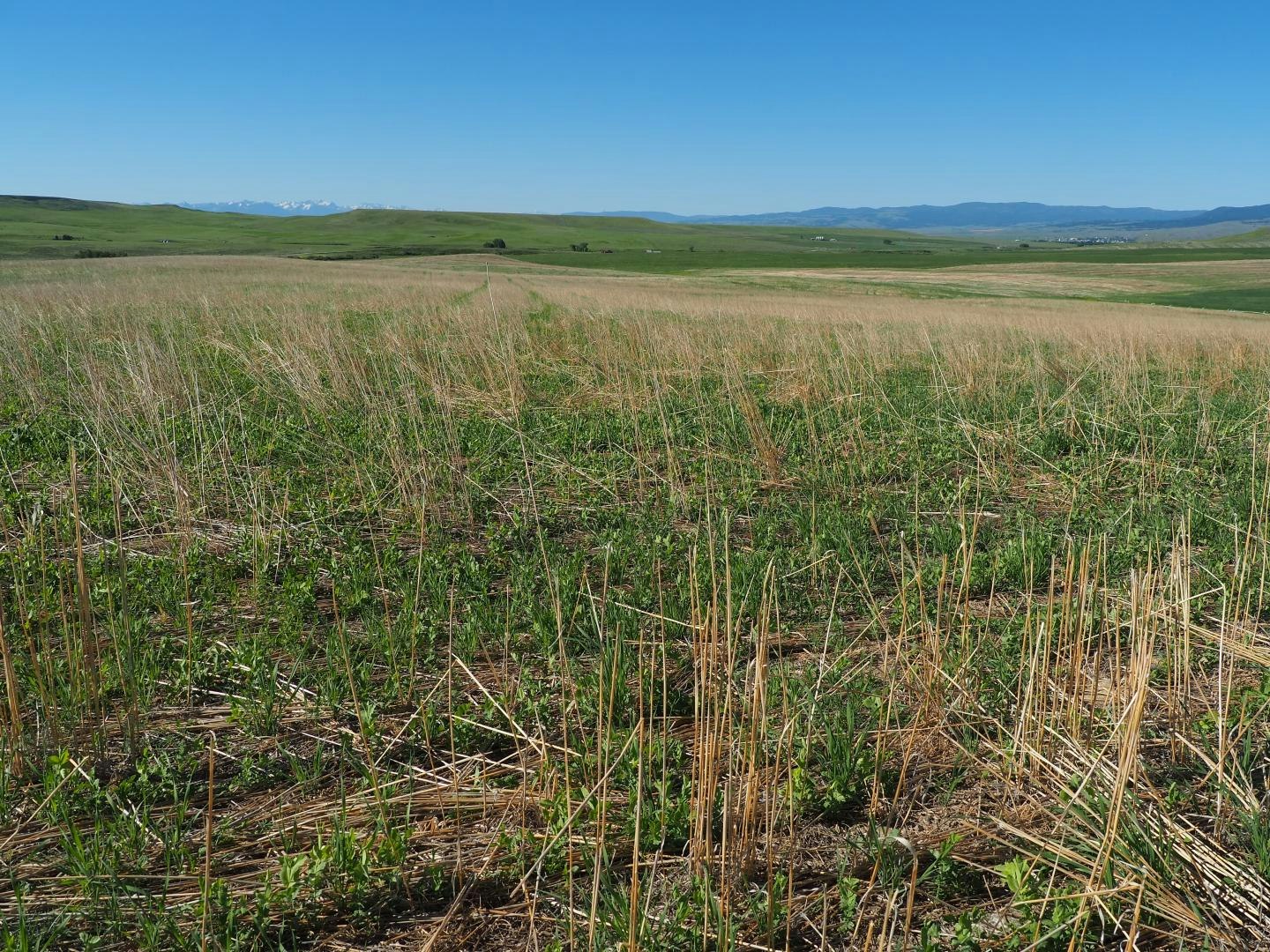 A grassy field with sparse dry vegetation, under a clear blue sky, with distant mountains on the horizon.
