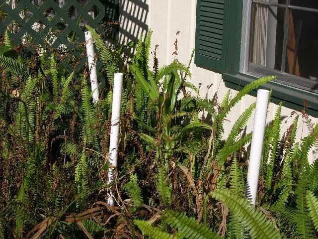 Ferns and white pipes against a building with a green shuttered window and lattice shadow.