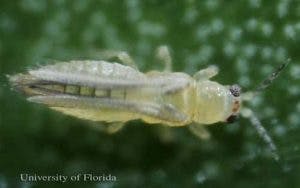 A close-up of a translucent insect against a fuzzy green background, possibly a nymph stage of an insect.
