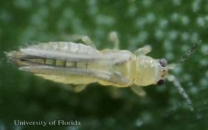 A close-up of a translucent insect against a fuzzy green background, possibly a nymph stage of an insect.
