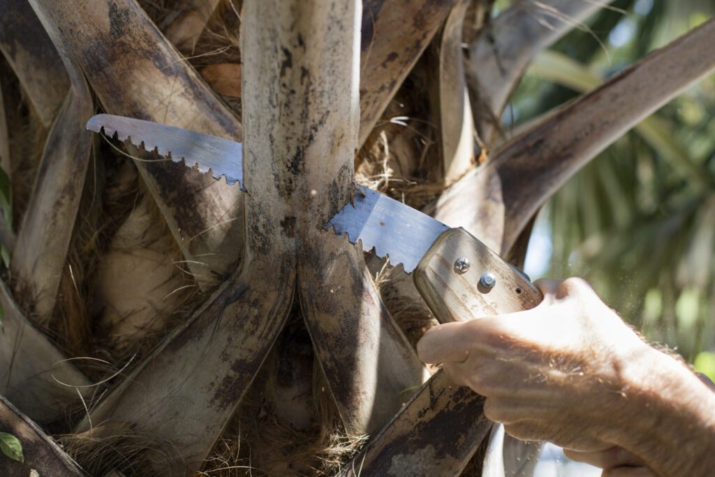 A person uses a handsaw to cut a branch from a palm tree.
