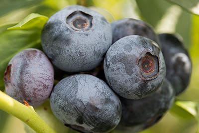 A cluster of ripe blueberries on a plant.