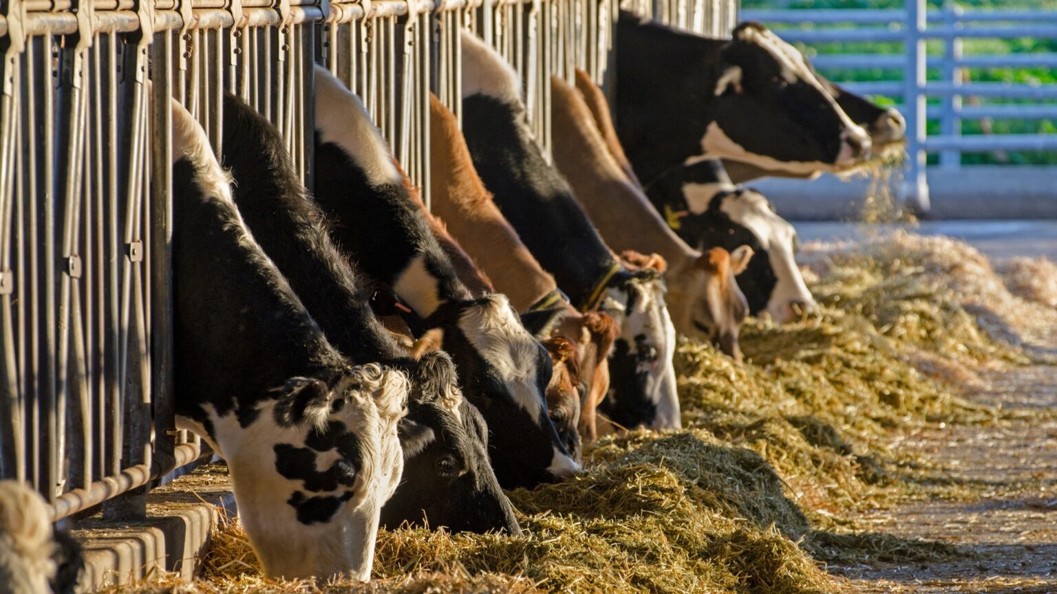 Cows lined up in a barn, eating hay through metal fencing.